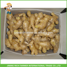 Half Air Dried Chinese Ginger For Cheap